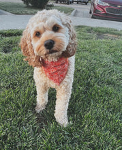 Load image into Gallery viewer, Rustic Flower Dog Bandana